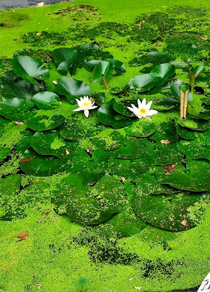 Charco ecológico da Escola Mem Ramires, com nenúfares em flor